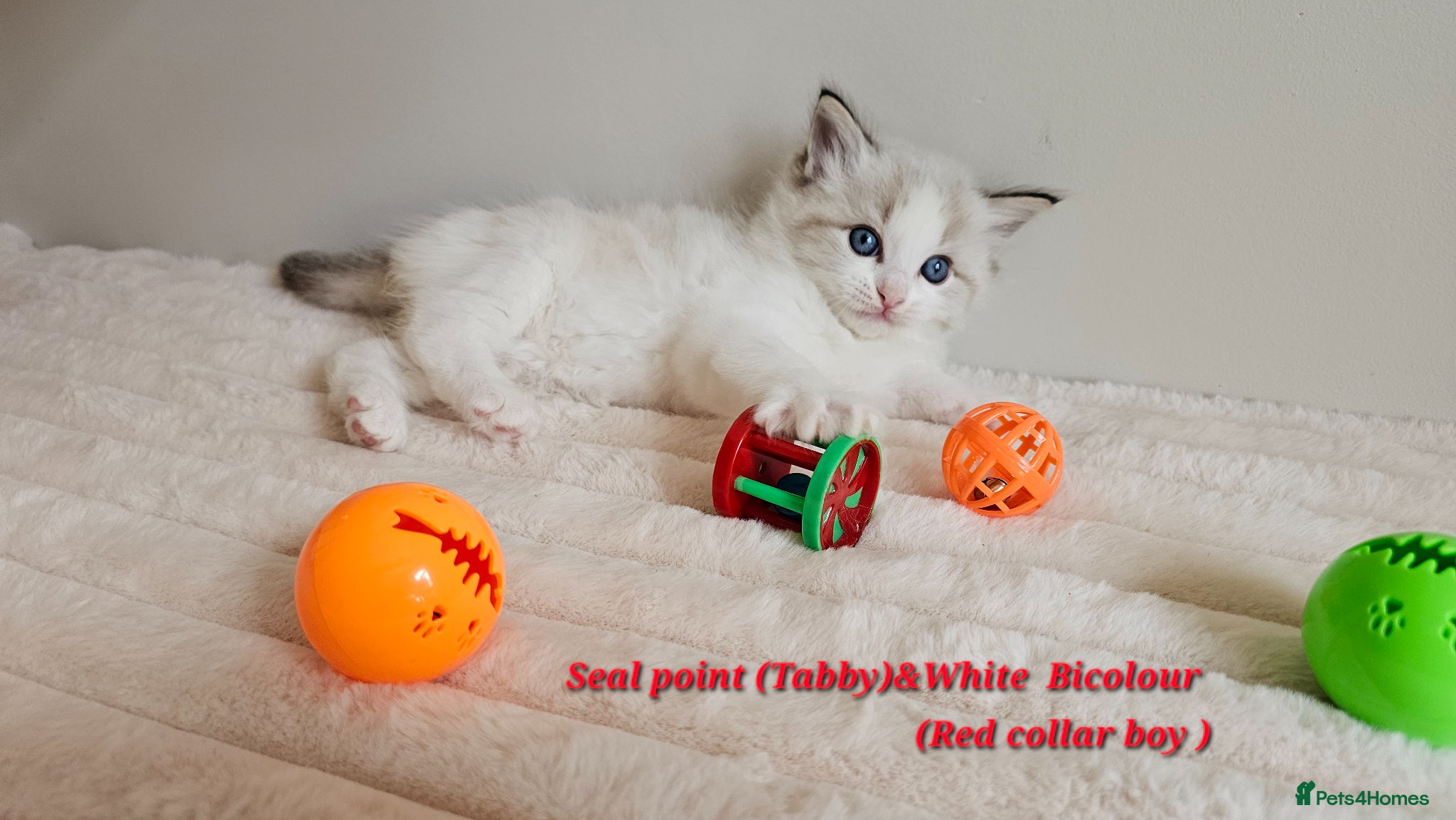 Ragdoll cats Stunning Ragdoll kittens GCCF Pet /Active  - Advert 1
