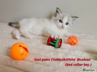 Ragdoll cats for sale: GCCF Ragdolls kittens - Advert 1