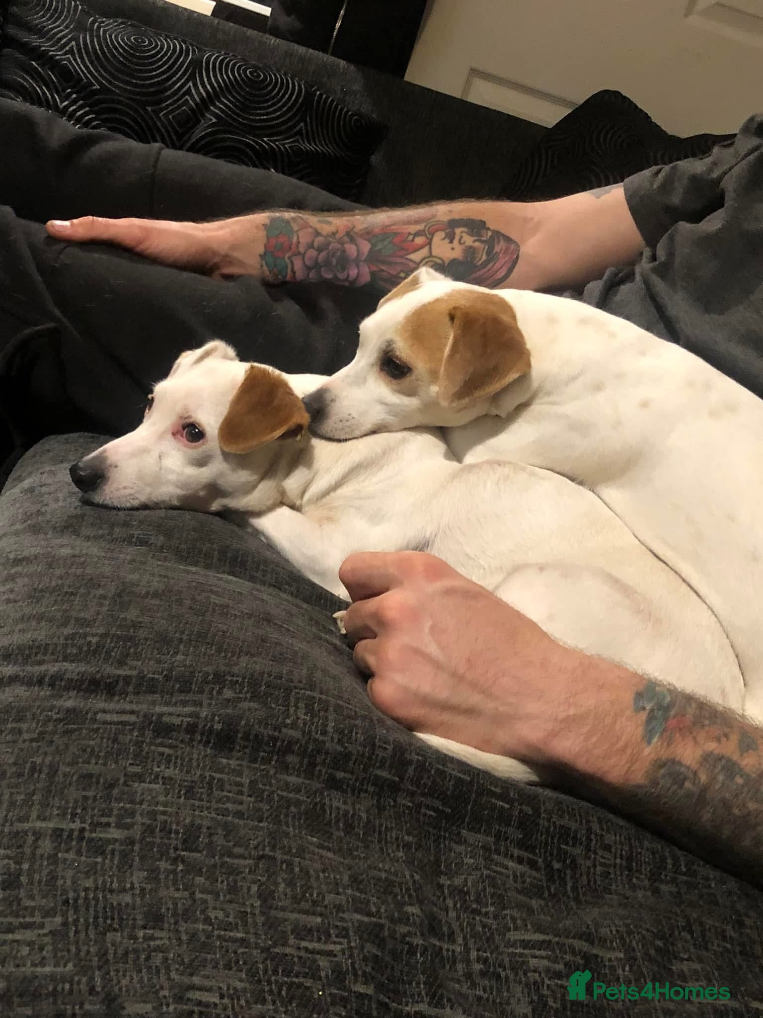 Jack Russell dogs Jacks need rehoming together  - Advert 7