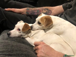 Jack Russell dogs Jacks need rehoming together - Advert 11