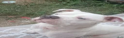 American Bull Staffy dogs for sale: Diamond  in Bristol - Advert 4