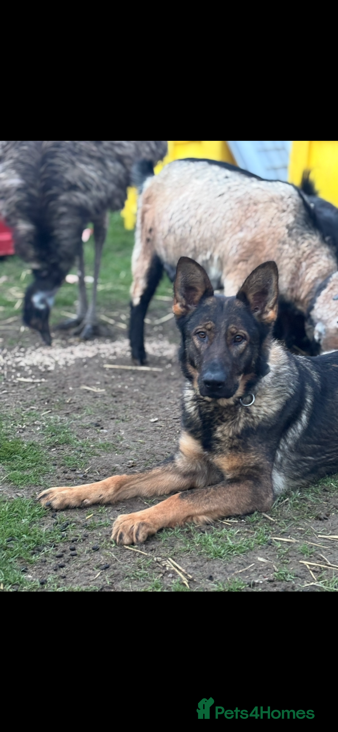 German Shepherd dogs for sale: German shepherd puppies  - Image 5