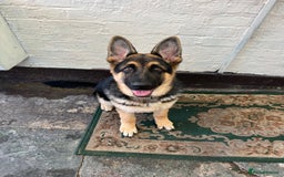 German Shepherd dogs for sale: 💙 German Shepherd Looking for His Forever Home 💙 - Image 8