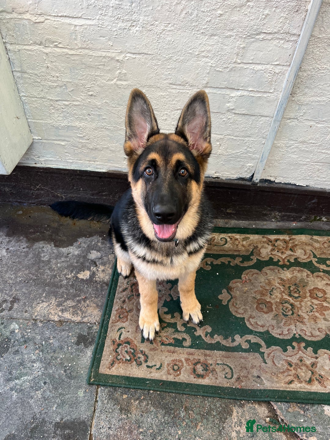 German Shepherd dogs for sale: 💙 German Shepherd Looking for His Forever Home 💙 - Image 8