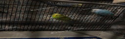 Finches birds for sale: Breeder budgies for sale  - Advert 7