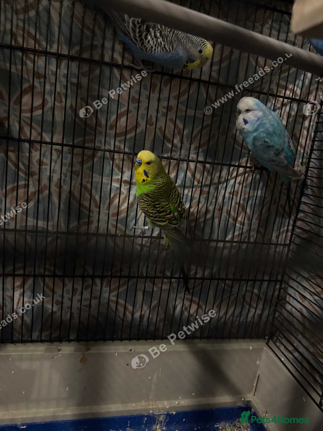 Finches birds for sale: Breeder budgies for sale  - Advert 7