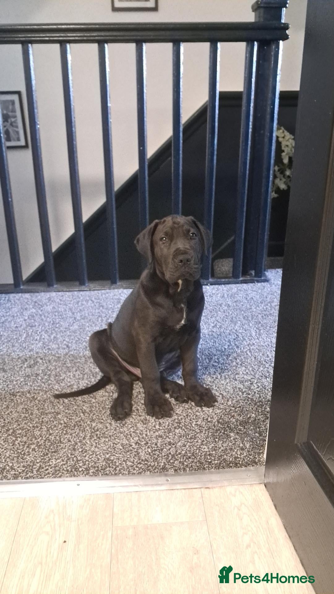 Mixed Breed dogs 14 week old male puppy - Advert 1