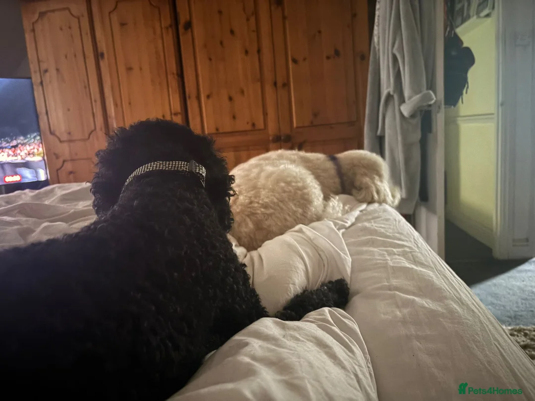 Mixed Breed dogs for adoption: 💙BUDDY💙 6-year-old lively & loving Cockapoo boy  - Advert 2