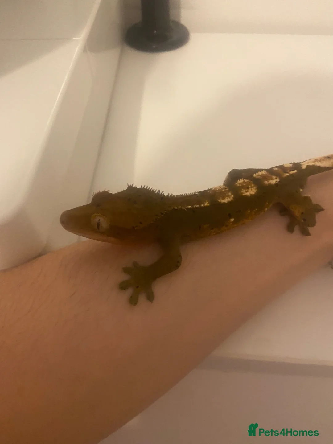 Gecko reptiles for sale: Male crested gecko  - Advert 2