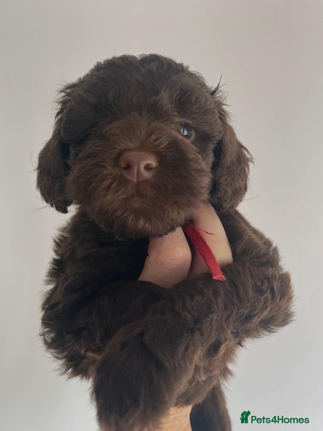 Schnoodle dogs for sale: F1 mega coated mini cross Schnoodles - Image 19