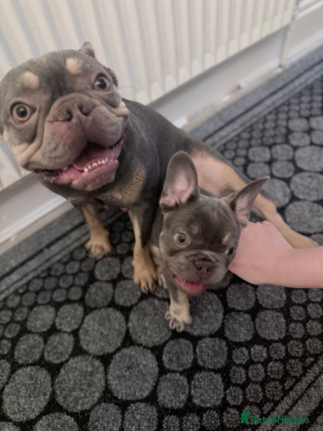 French Bulldog dogs for sale: Female French bulldog  - Advert 2