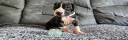 Great Dane dogs for sale: Exceptional Great Dane puppies 🐶  - Advert 18