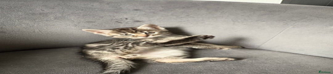 Maine Coon Kitten 4