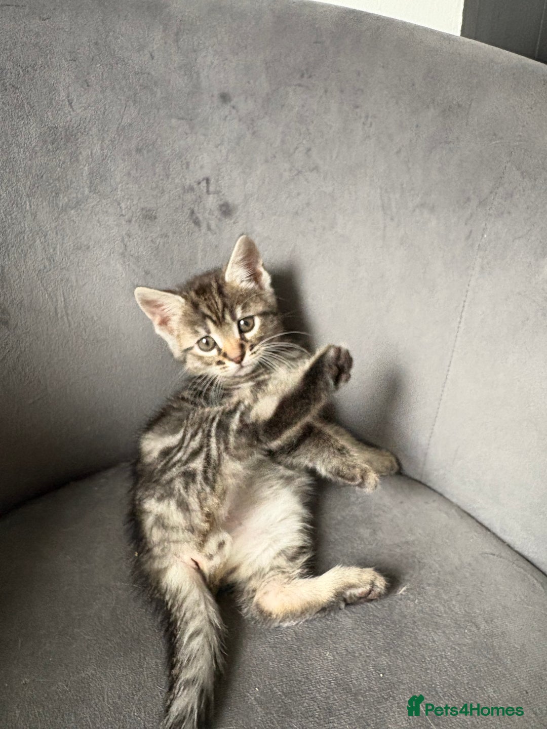 Maine Coon cats for sale: Maincoon mixed bengal kittens - Image 6