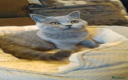 British Shorthair cats for sale: British shorthairs kittens with GCCF pedigree in Taunton - Image 10