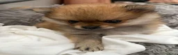 Pomeranian dogs for sale: Beautiful Miniature Pomeranian  - Advert 19