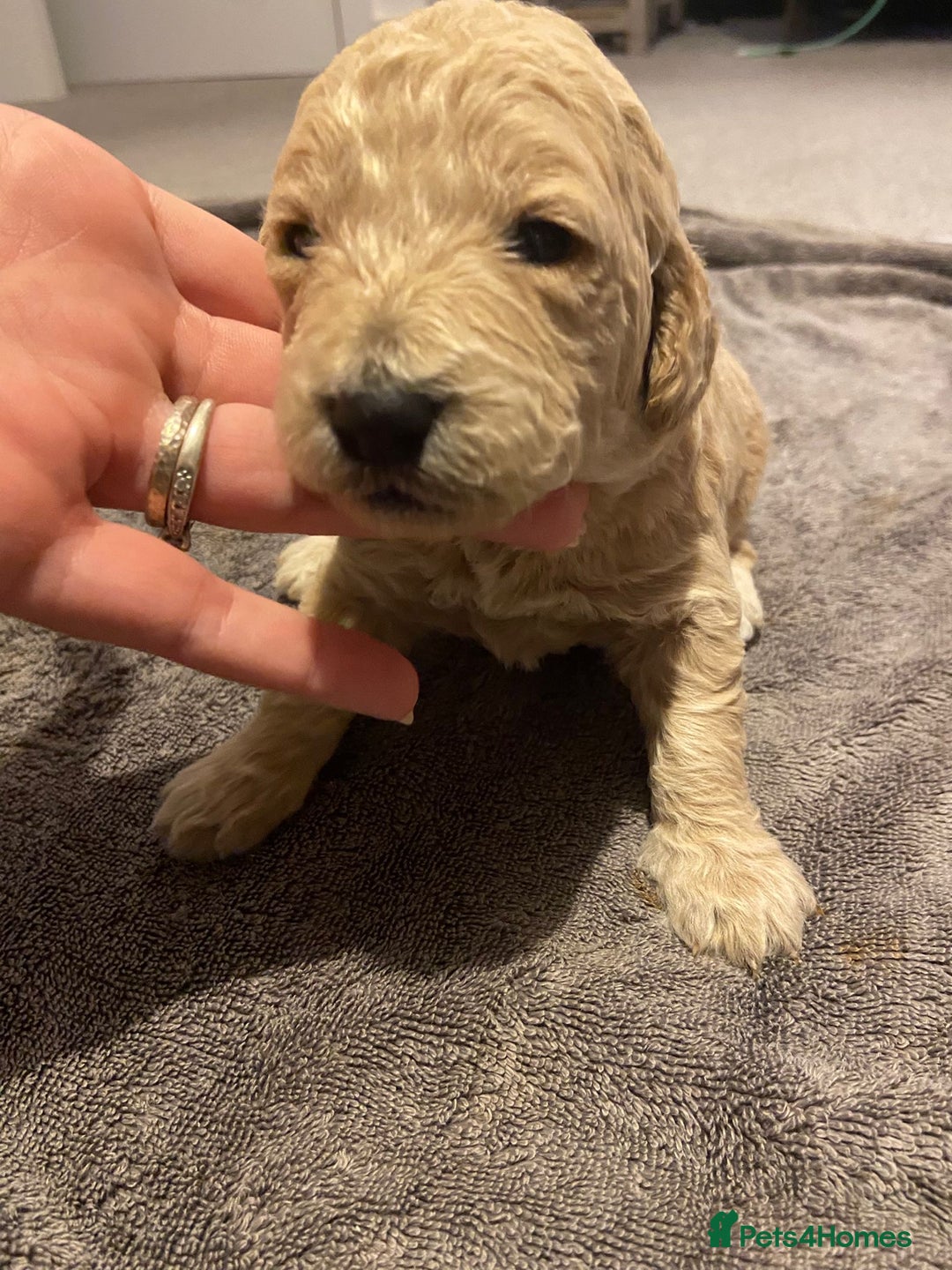 Mini Goldendoodle dogs for sale: F2 mini golden doodle puppies.  - Advert 24