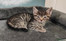 British Shorthair cats for sale: 6 beautiful kittens £60 - Image 4