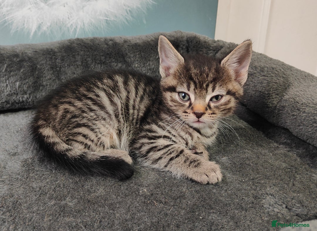 British Shorthair cats for sale: 6 beautiful kittens £60 - Image 4