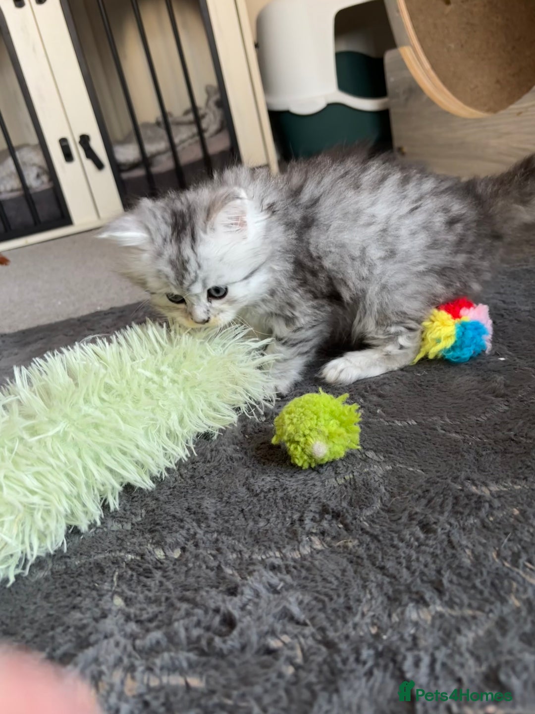 Maine Coon cats for sale: Persian X Maine coon 1 GIRL AVAILABLE  - Advert 7