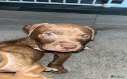 American Bully dogs for sale: Female American bully  - Image 3