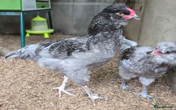 Chickens poultry for sale: Blue British tailed Araucana boy  - Image 7