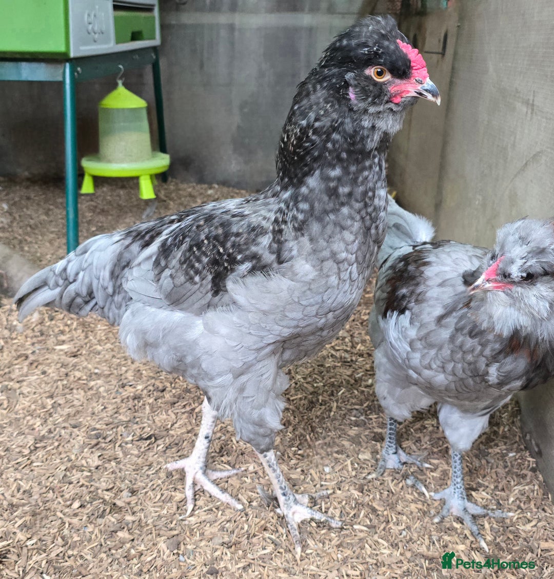 Chickens poultry for sale: Blue British tailed Araucana boy  - Image 7