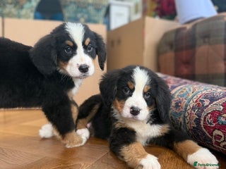 Bernese Mountain Dog dogs Bernese Mountain Dog Pups - Advert 13