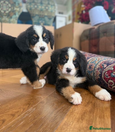 Bernese Mountain Dog dogs Bernese Mountain Dog Pups - Advert 2