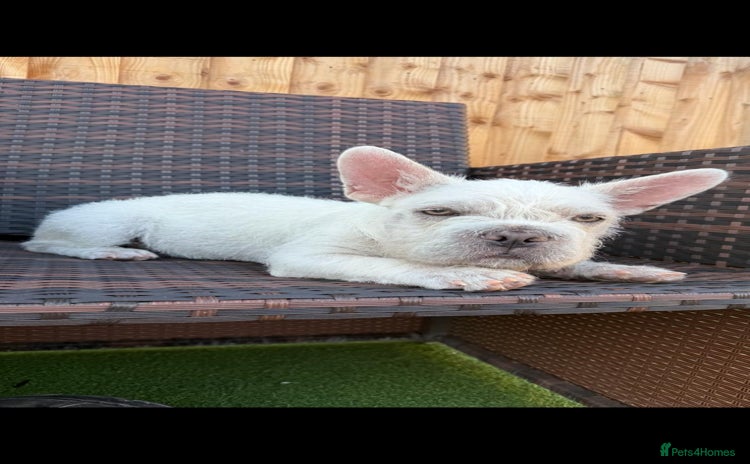 French Bulldog dogs - Advert 2