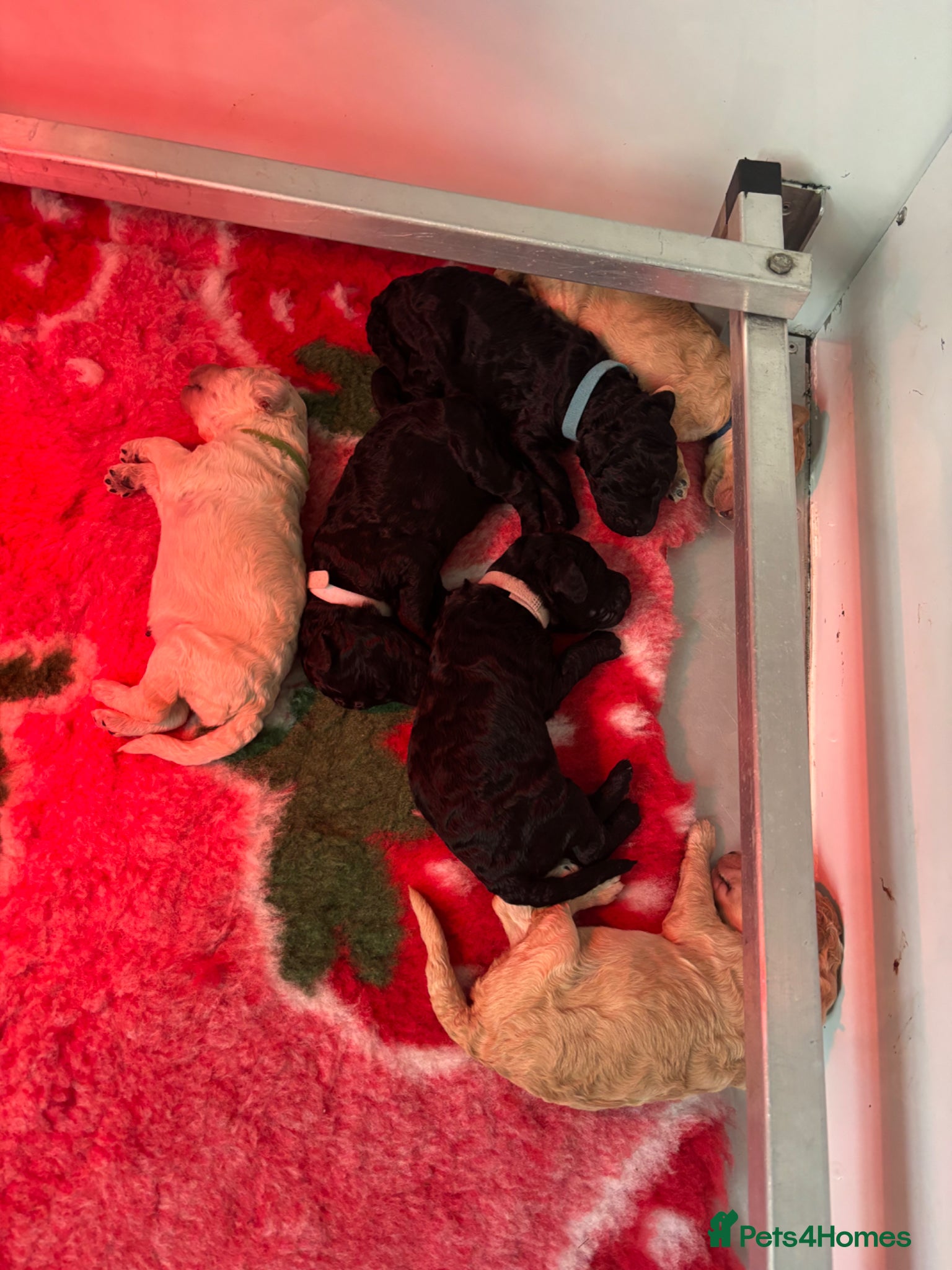 Standard Poodle dogs Exceptional working standard poodle - Advert 2