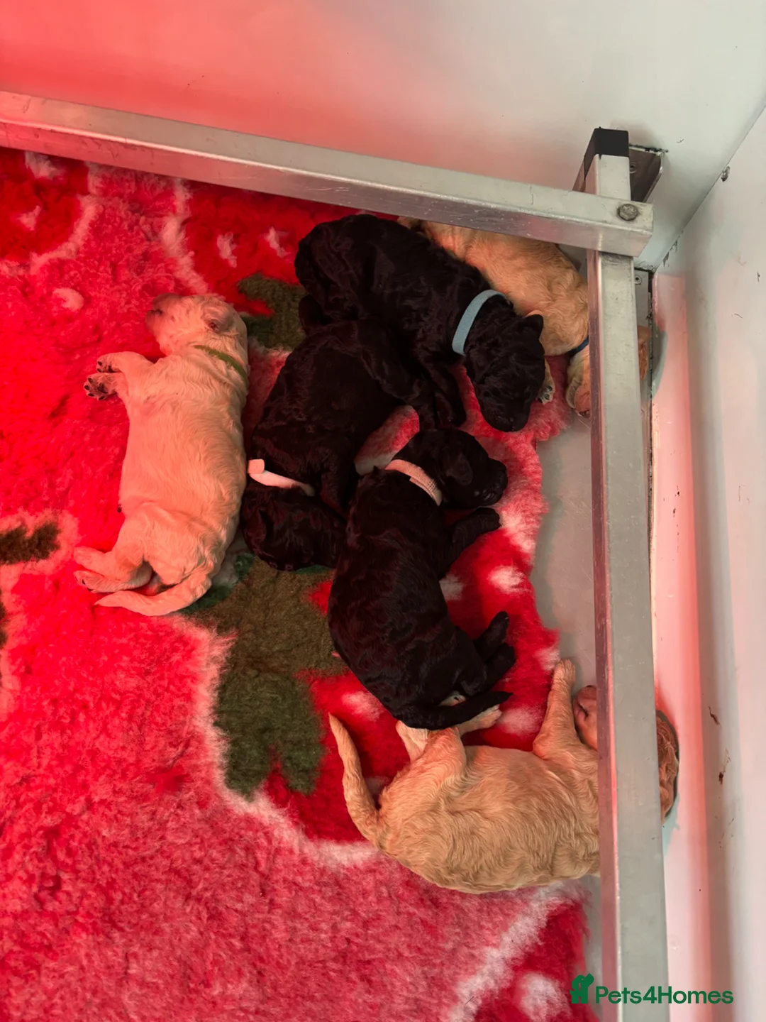 Standard Poodle dogs for sale: Exceptional working standard poodle - Advert 2