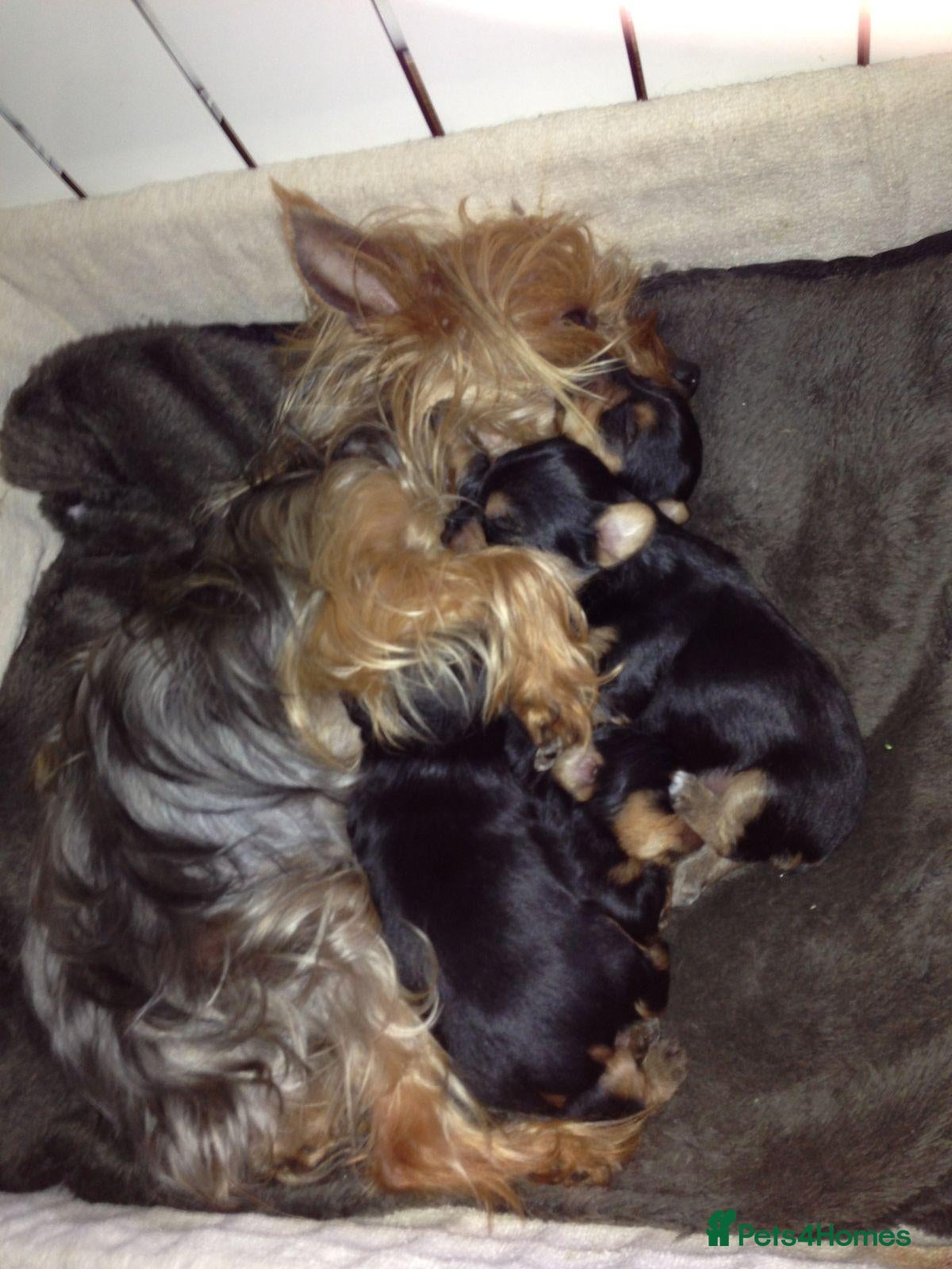 Yorkshire Terrier dogs Tiny Yorkie Treasures – Little Personalities  - Advert 1