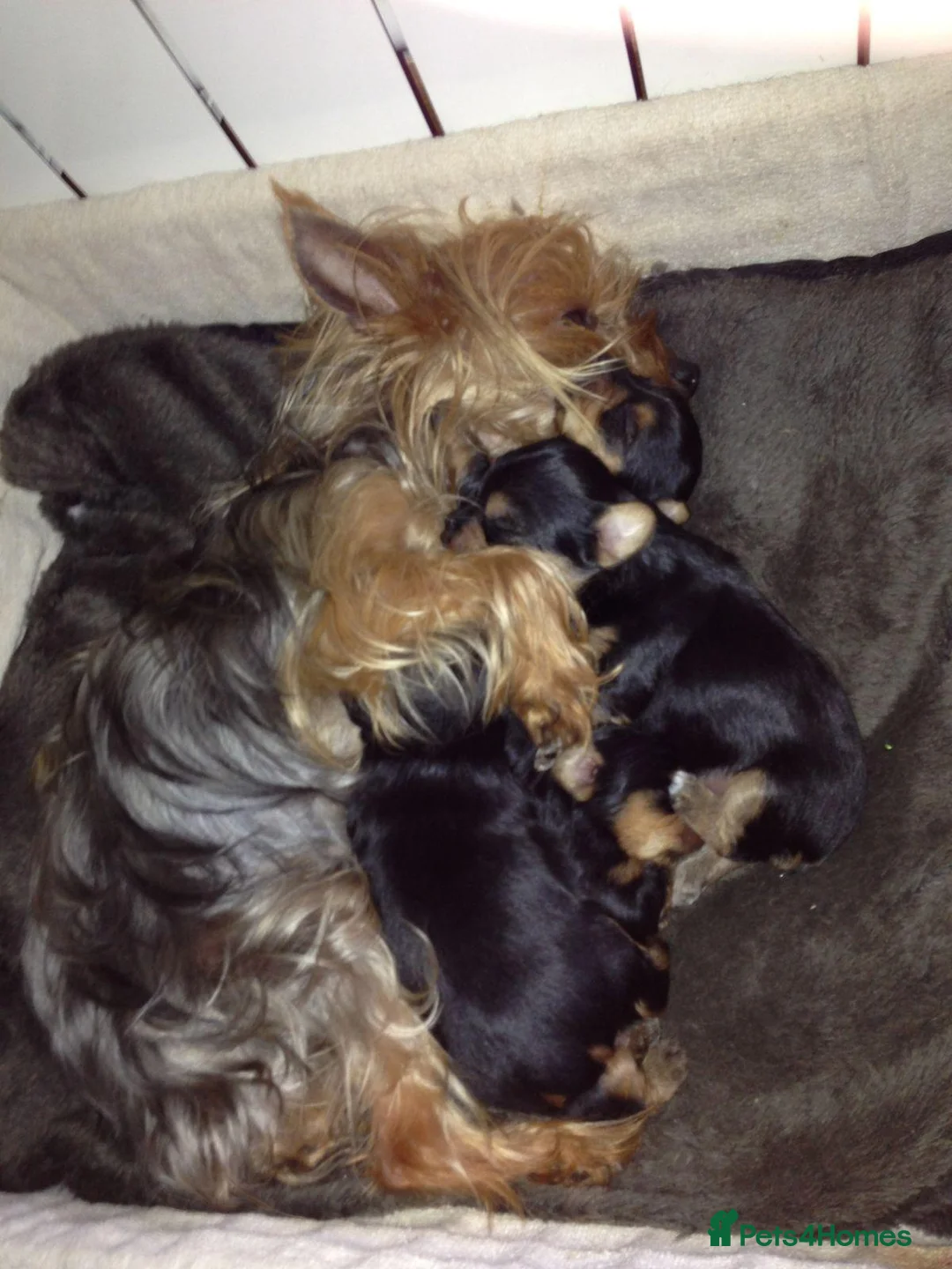 Yorkshire Terrier dogs for sale: Tiny Yorkie Treasures – Little Personalities  - Advert 1