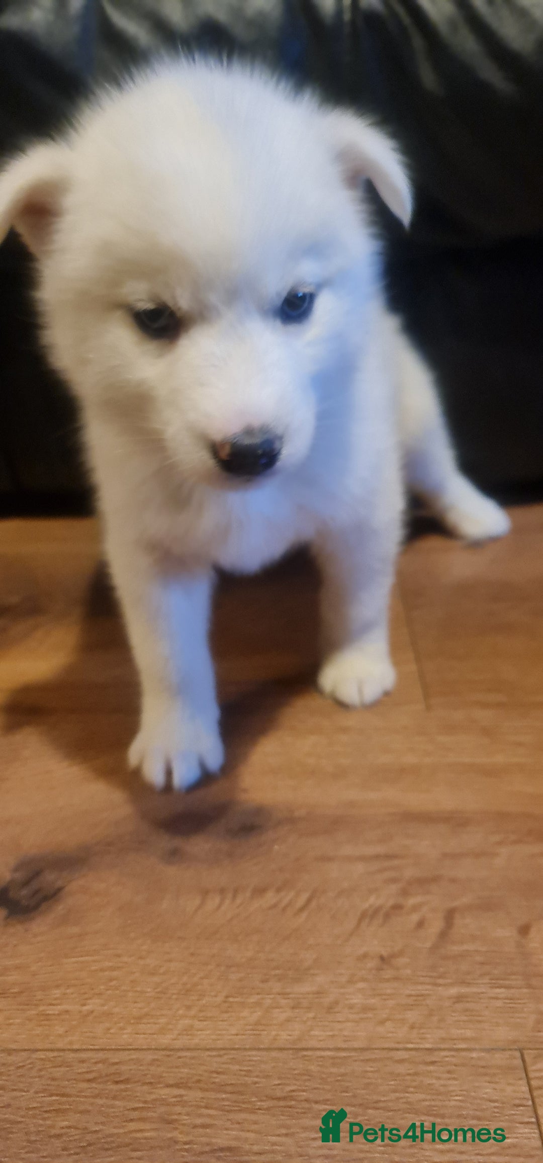 Siberian Husky dogs for sale: Ready now Siberian husky puppies  - Advert 8