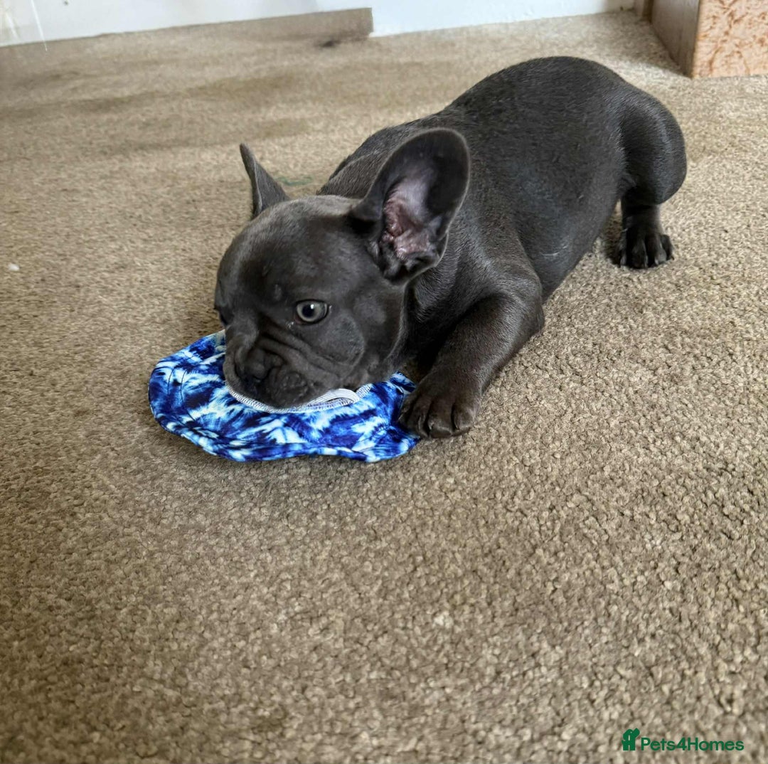 French Bulldog dogs for sale: 💔 Looking for a New Home - Image 2