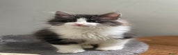 Kurilian Bobtail cats for sale: Reserved Kurilian Bobtail  kitten in spring  - Advert 20
