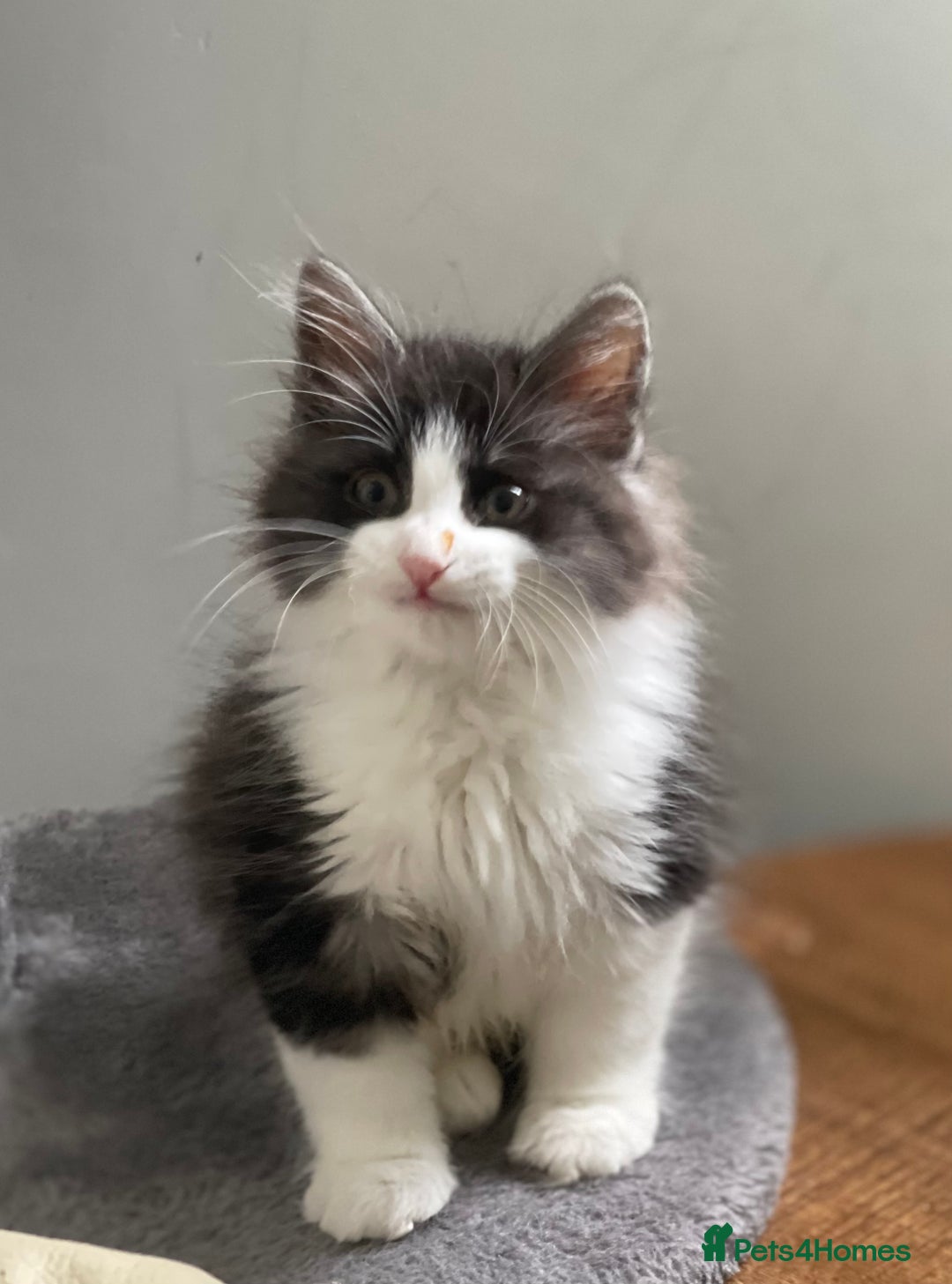 Kurilian Bobtail cats for sale: Reserved Kurilian Bobtail  kitten in spring  - Advert 20