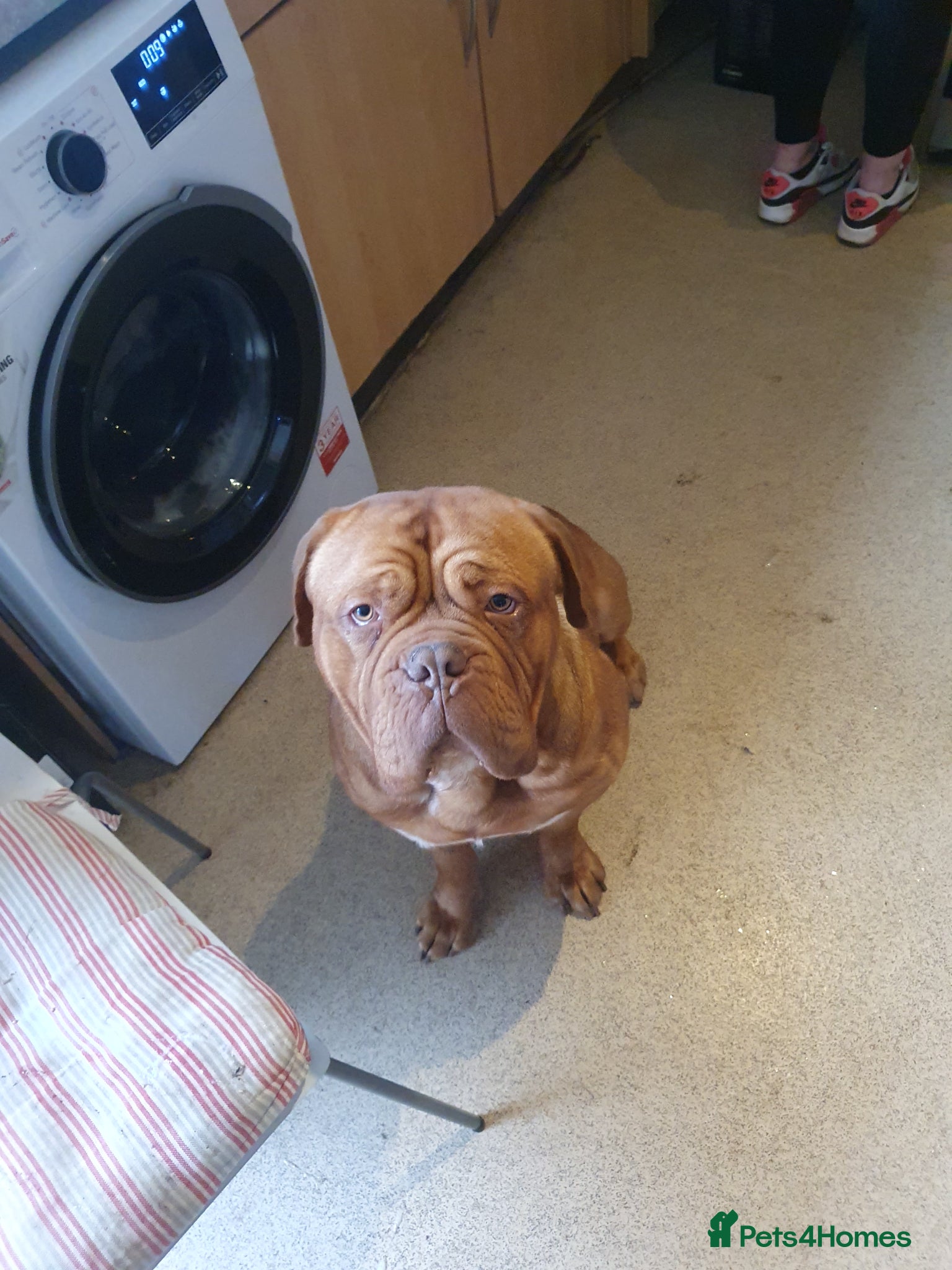 Dogue De Bordeaux dogs Stud lovey boy - Advert 13
