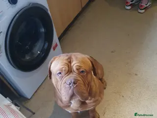 Dogue De Bordeaux dogs Stud lovey boy - Advert 13