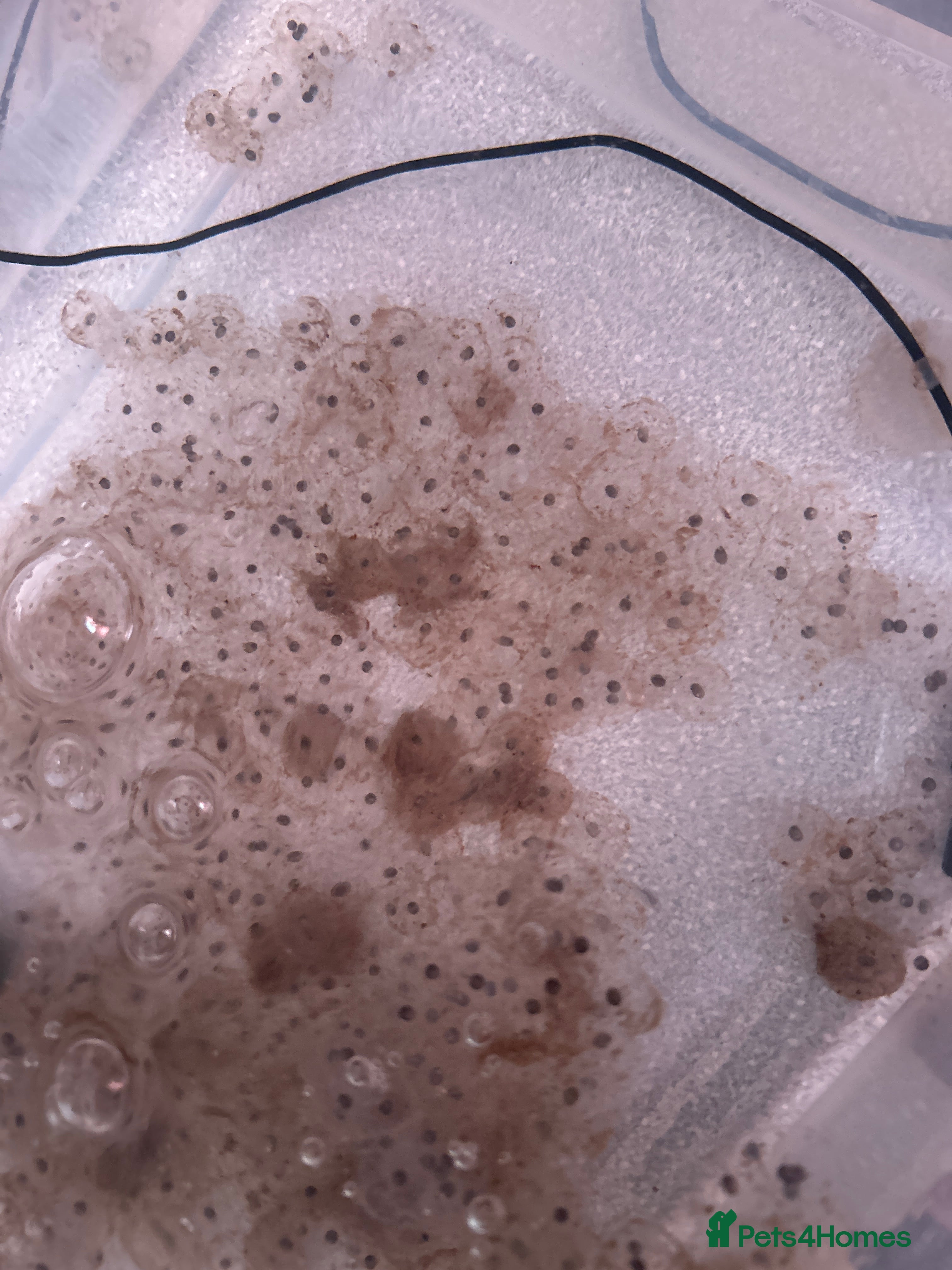 Axolotl reptiles  Axolotl eggs  - Advert 8