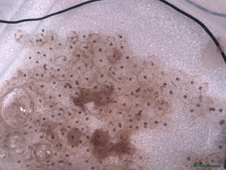 Axolotl reptiles Axolotl eggs - Advert 7