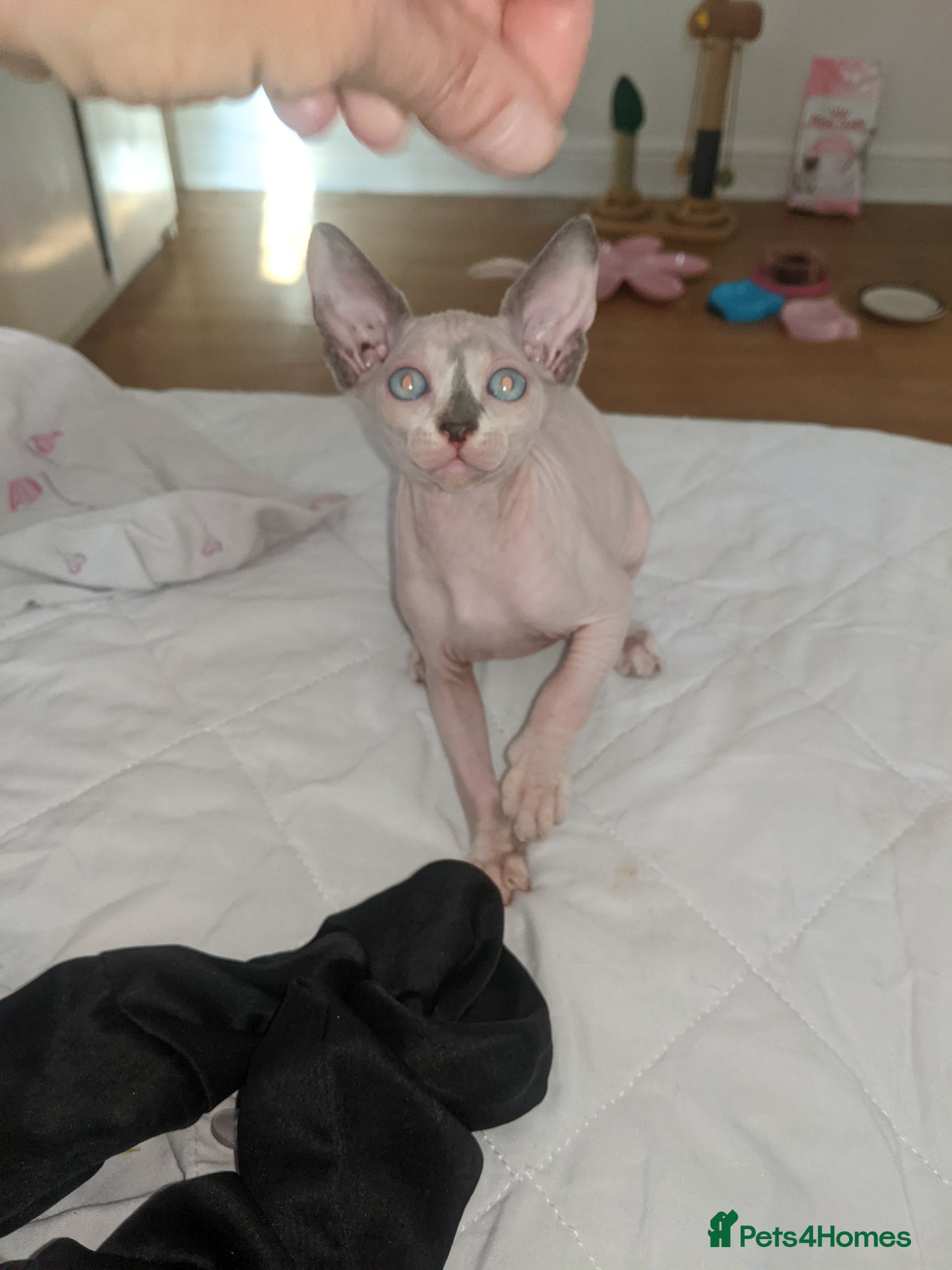 Sphynx cats Last White cream girl is available, sky blue eyes  - Advert 17
