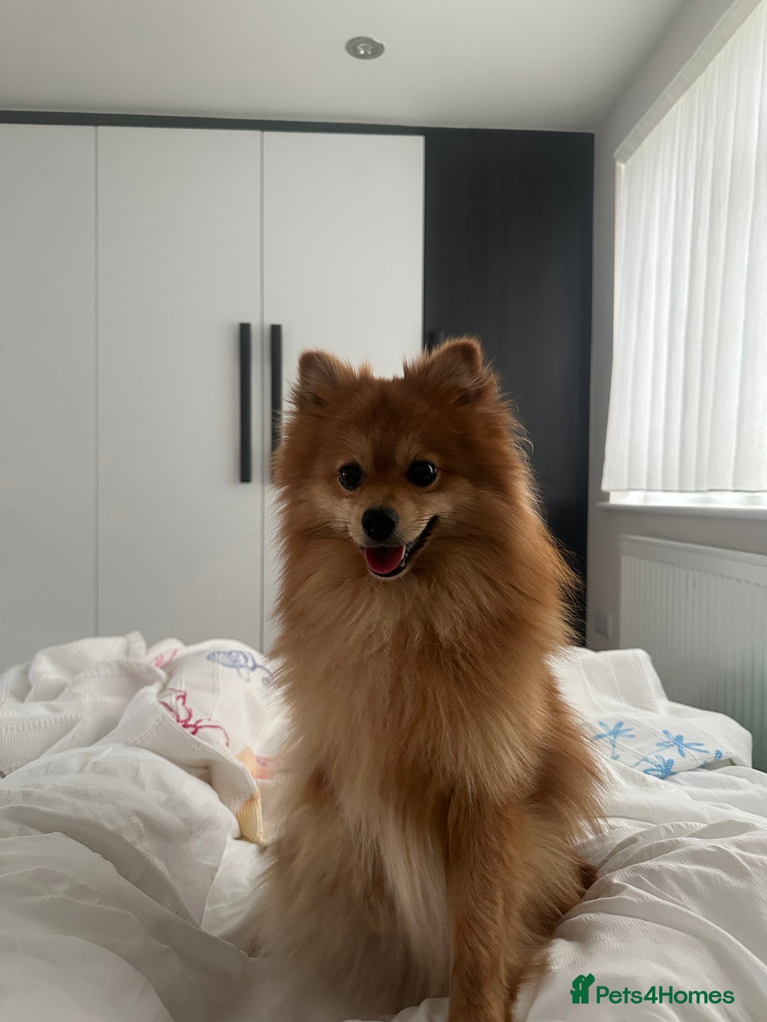 Mixed Breed dogs for sale: My lovely boy. - Image 1