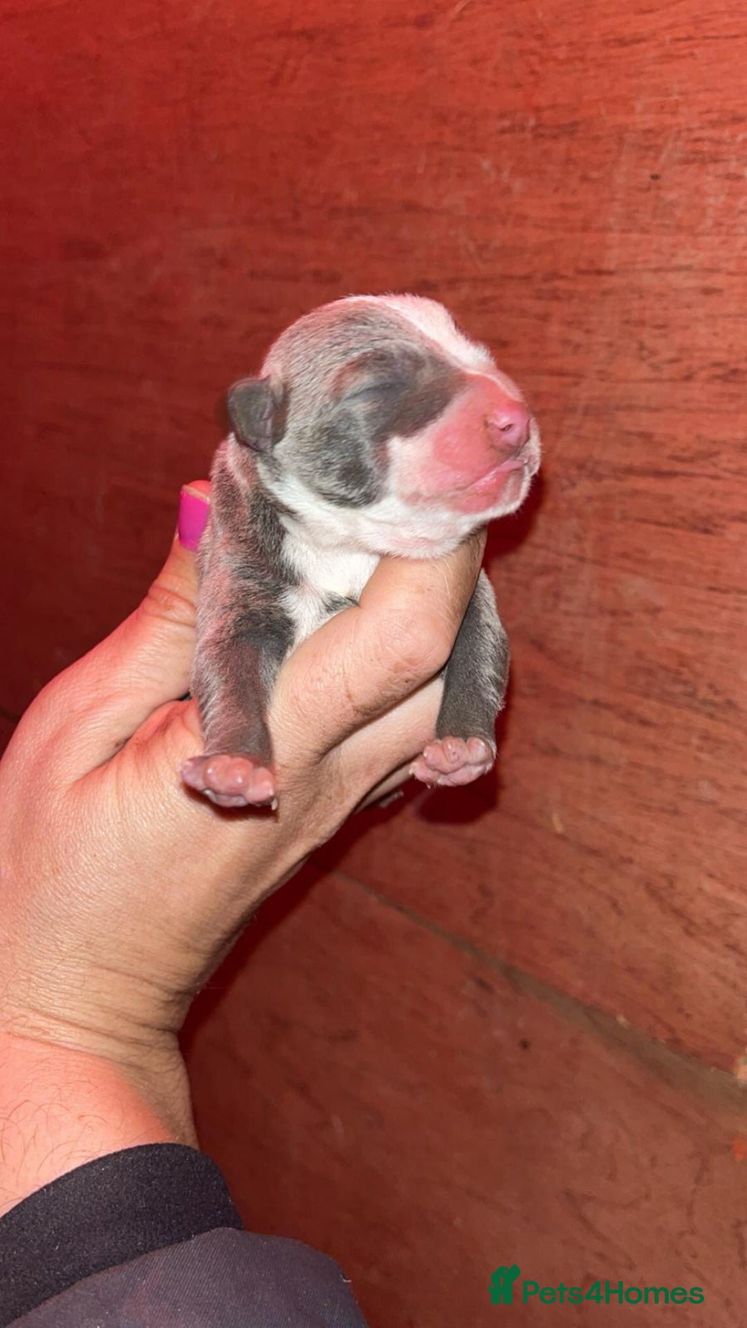 Staffordshire Bull Terrier dogs for stud: Amazing Blue Brindle Staffordshires Bull Terrier  - Image 16