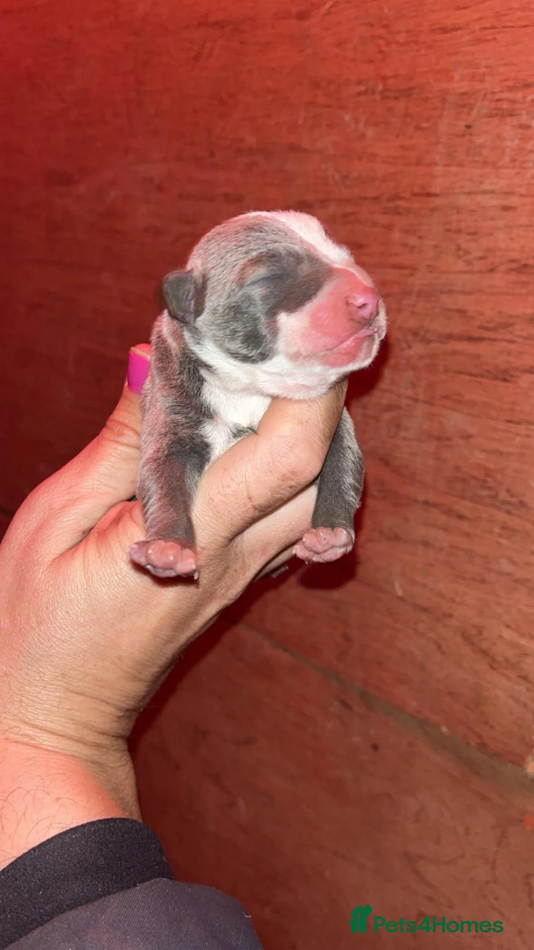 Staffordshire Bull Terrier dogs for stud: PROVEN Blue Brindle Staffordshire Bull Terrier  - Advert 16