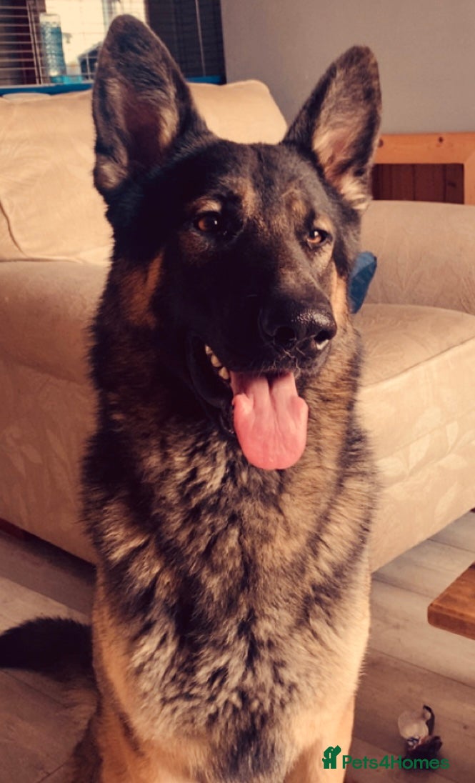 German Shepherd dogs Fendt  - Advert 7