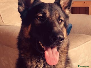 German Shepherd dogs Fendt - Advert 1