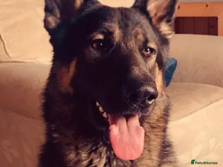 German Shepherd dogs Proven stud available - Advert 9