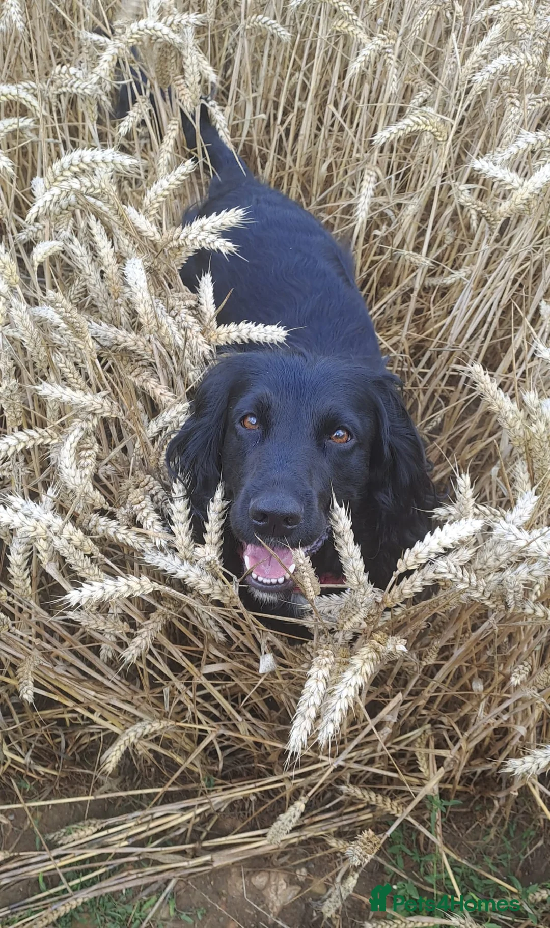 Sprocker dogs for sale: Beautiful Sproker puppies  in Lincoln - Advert 1